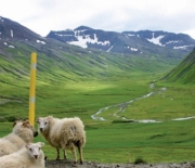 Even the sheep are agreed. In summer Iceland is . . . SO GREEN!